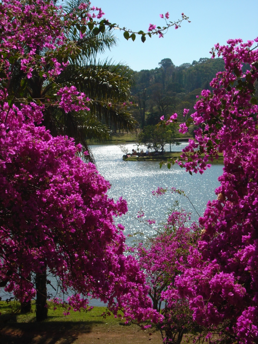 SEMPRE LUSTROSA NO ENTORNO DA LÁGOA EM ARAXÁ